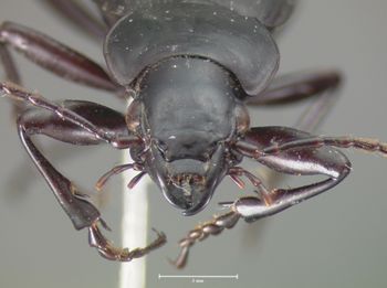 Media type: image;   Entomology 5609 Aspect: head frontal view